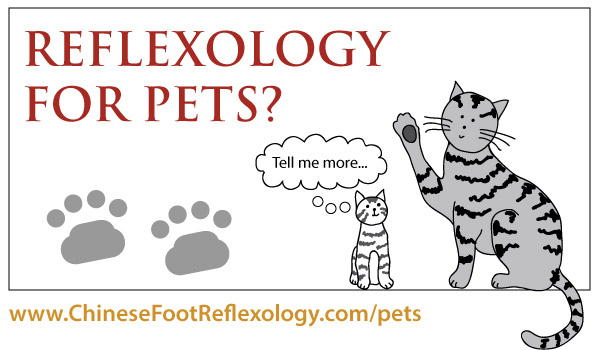 cat reflexology, dog reflexology, energy healing for animals