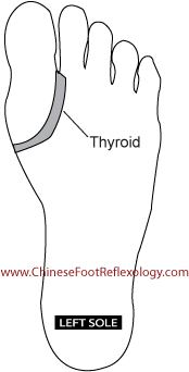 thyroid reflexology point
